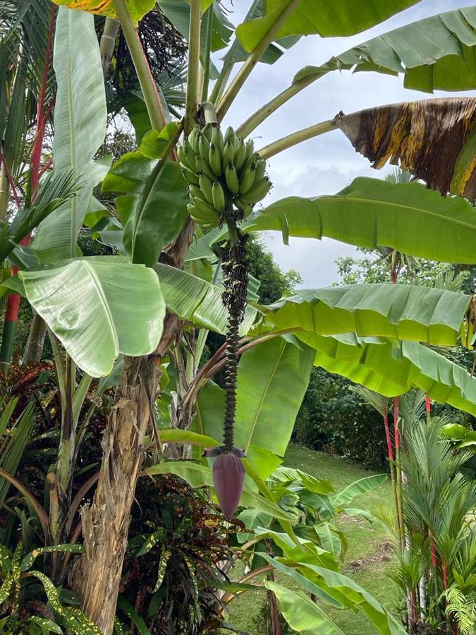 Suenos De Amor! Hermoso Y Acogedor Lugar Quepos Kültér fotó