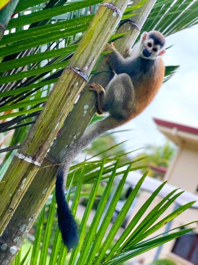 Suenos De Amor! Hermoso Y Acogedor Lugar Quepos Kültér fotó