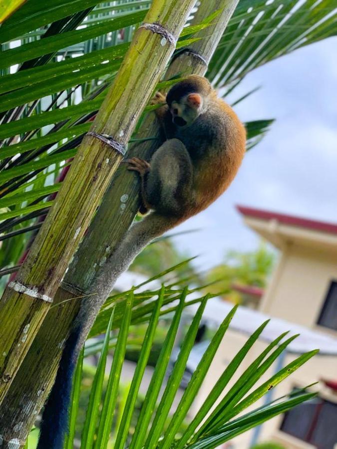 Suenos De Amor! Hermoso Y Acogedor Lugar Quepos Kültér fotó